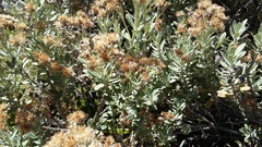 Olearia moschata