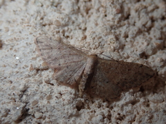 Idaea efflorata