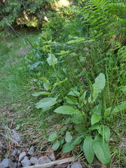 Rumex arifolius
