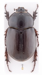 Strategus aenobarbus