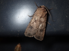 Agrotis clavis