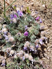 Oxytropis multiceps