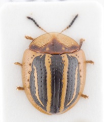 Agroiconota propinqua