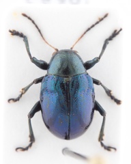 Typophorus