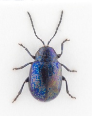 Syphrea