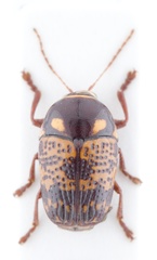 Cryptocephalus bullatus