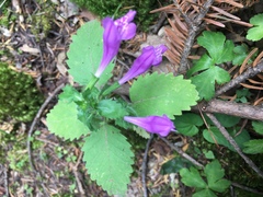 Clinopodium grandiflorum