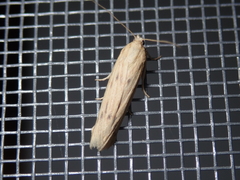 Ematheudes punctella