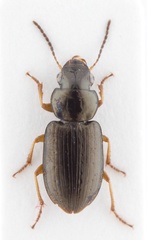 Selenophorus