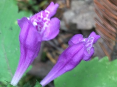 Clinopodium grandiflorum