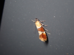 Epicallima bruandella
