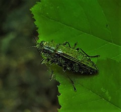 Texania campestris