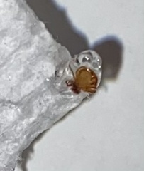 Amblyomma americanum