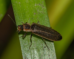 Denticollis denticornis