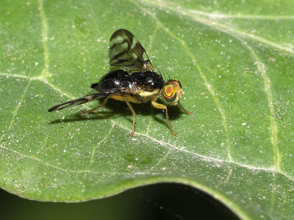 Euleia separata