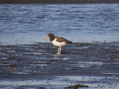 Haematopus palliatus