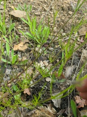 Stachys angustifolia