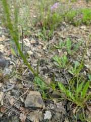 Stachys angustifolia