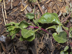 Beta vulgaris cicla