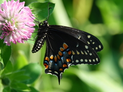 Papilio polyxenes