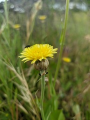 Crepis alpina