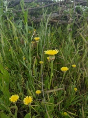 Crepis alpina