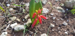 Lachenalia bulbifera