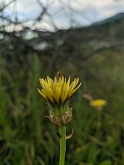 Crepis alpina