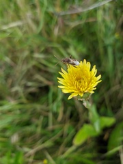 Crepis alpina