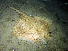 Speckled Ray photo 5