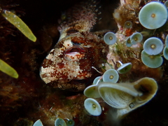 Lipophrys trigloides