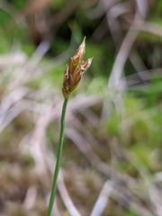 Carex chordorrhiza