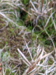 Carex chordorrhiza