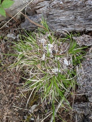 Carex deflexa