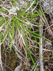Carex deflexa