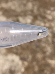 Perdita bradleyi