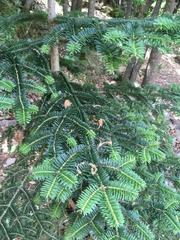 Abies nebrodensis