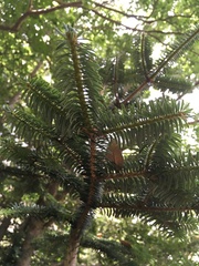 Abies nebrodensis