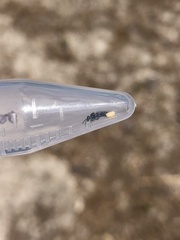 Perdita bradleyi
