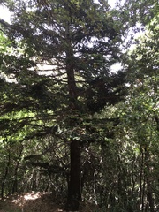 Abies nebrodensis
