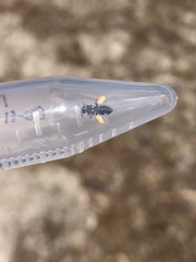 Perdita bradleyi