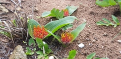 Daubenya zeyheri