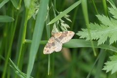 Xanthorhoe spadicearia