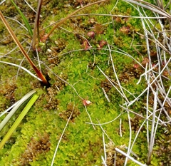 Sphagnum molle