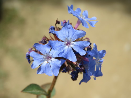 Ceratostigma griffithii