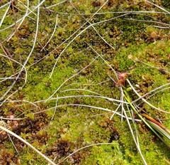 Sphagnum molle