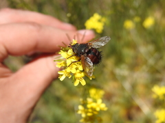 Tachina canariensis
