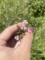 Alisma lanceolatum