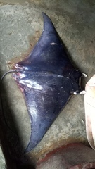 Mobula mobular