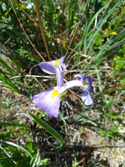 Iris tridentata